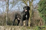 CANE CORSO 1340